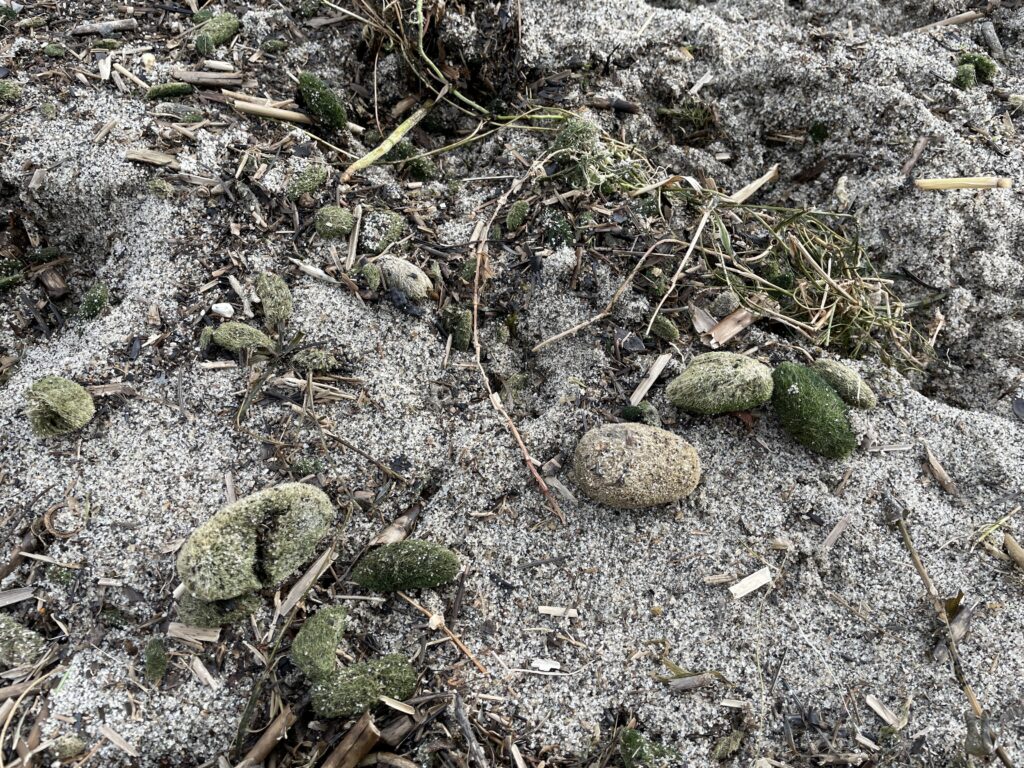 阿寒湖の岸に打ち上げられて乾燥したマリモ