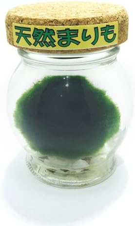 天然まりも（直径約3～4cm）