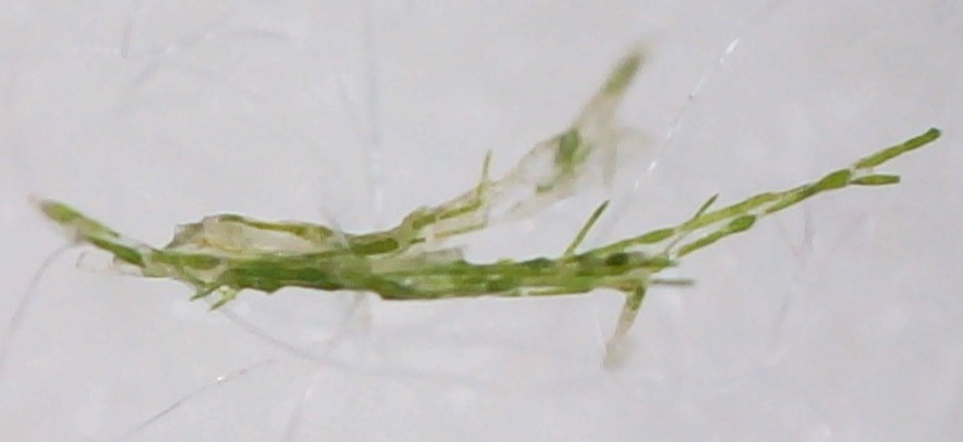 顕微鏡で撮影したマリモの藻の束