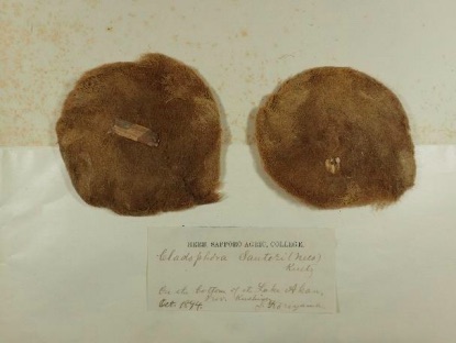 国内最古のマリモの標本