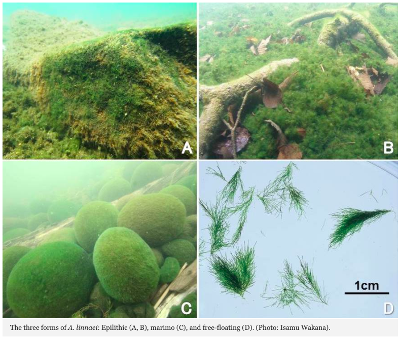 丸いだけじゃない マリモの様々な形態について マリモの広場