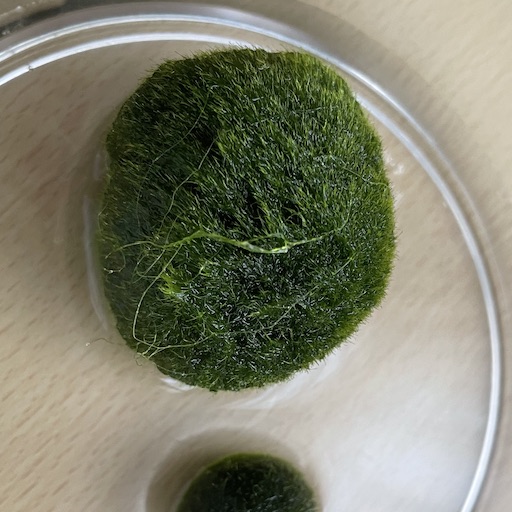 海外産天然マリモの藻の質