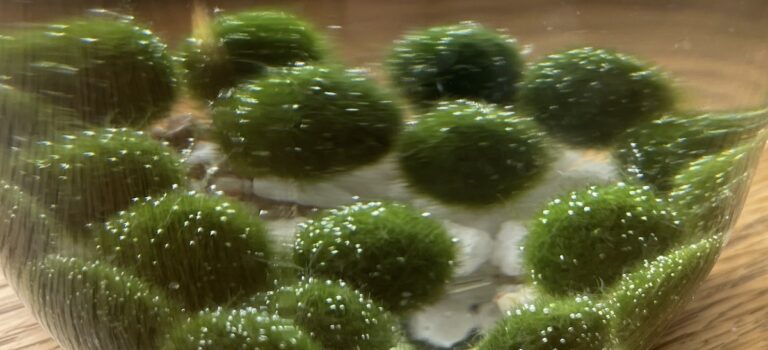 泡がたくさんついたマリモたち