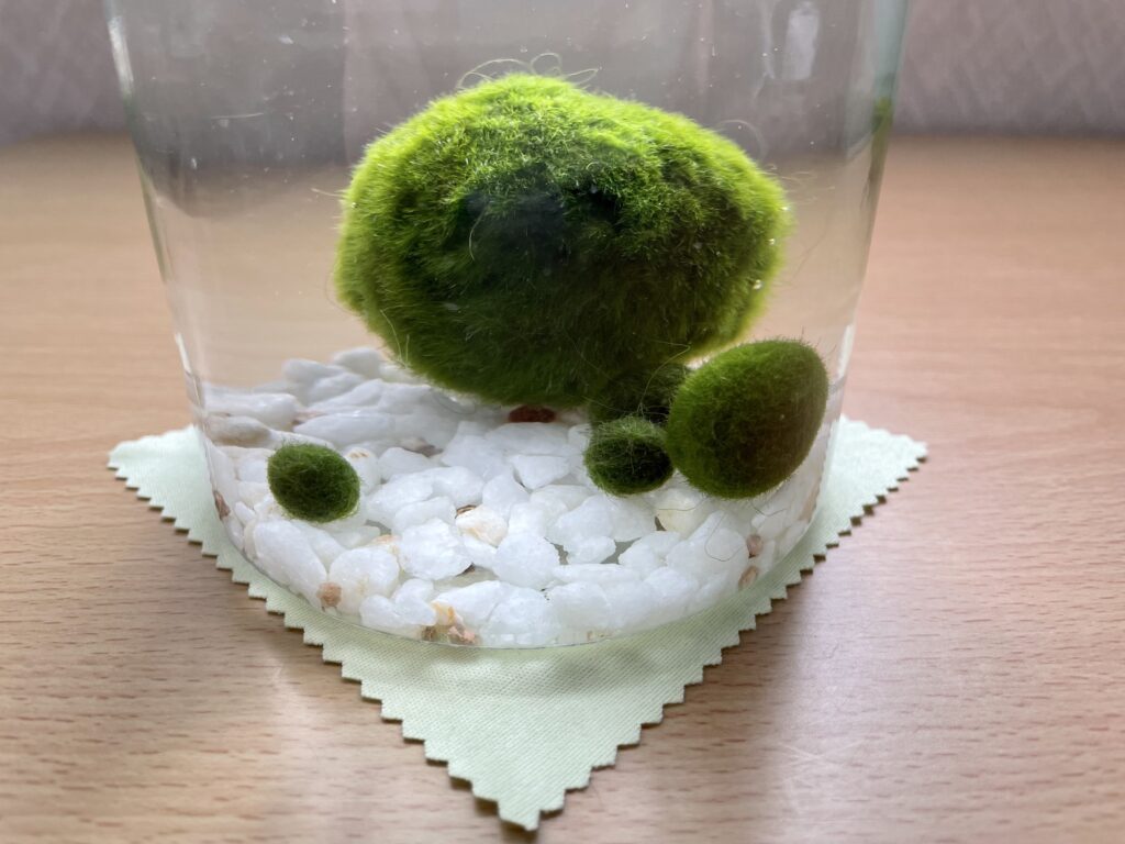 大小様々なサイズのマリモ