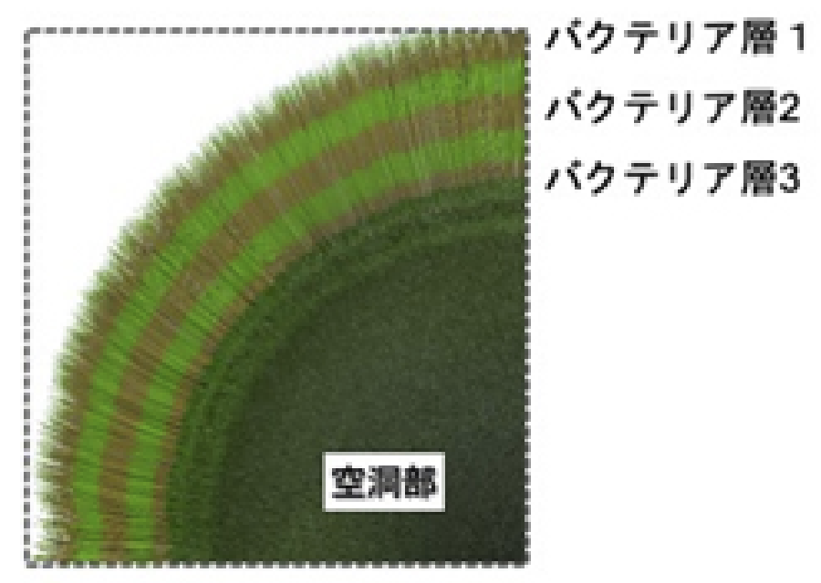 大きな丸いマリモは細菌と共に生きている マリモの広場