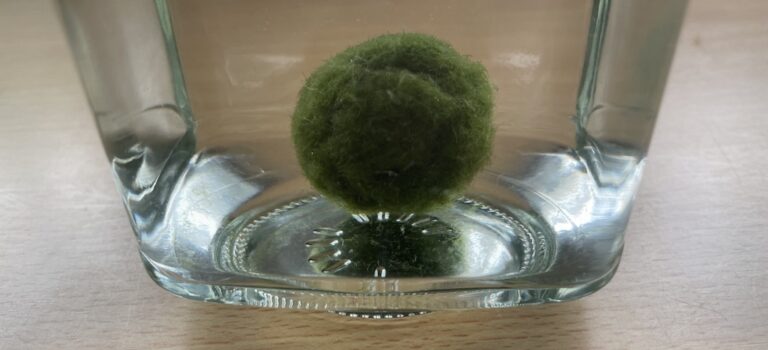 マリモを育てる アーカイブ マリモの広場