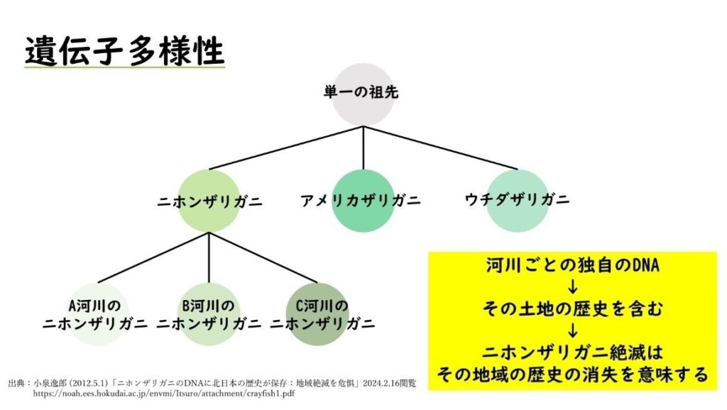 ニホンザリガニの遺伝子多様性