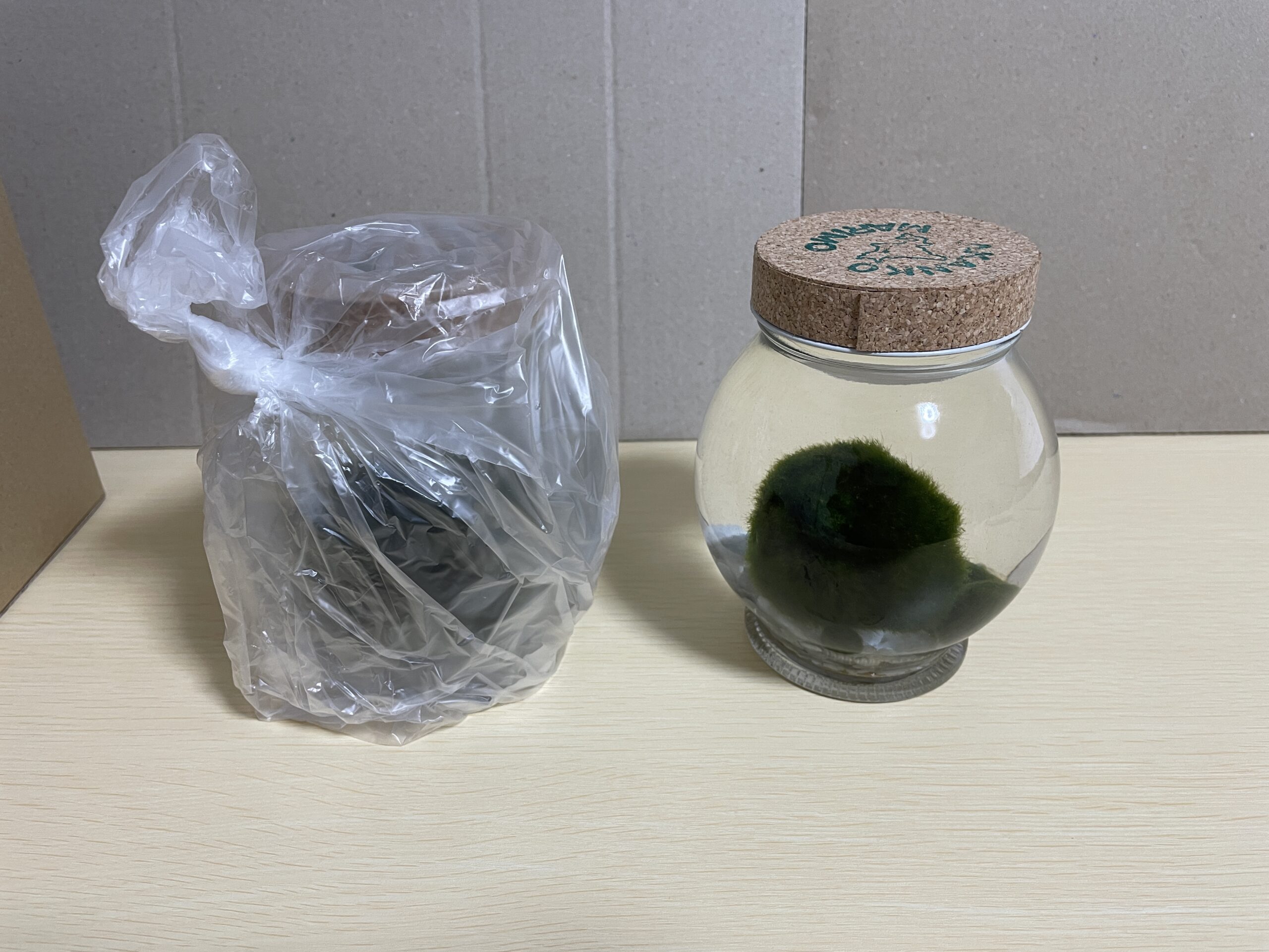 大きなマリモの入ったガラス瓶の包装を取る