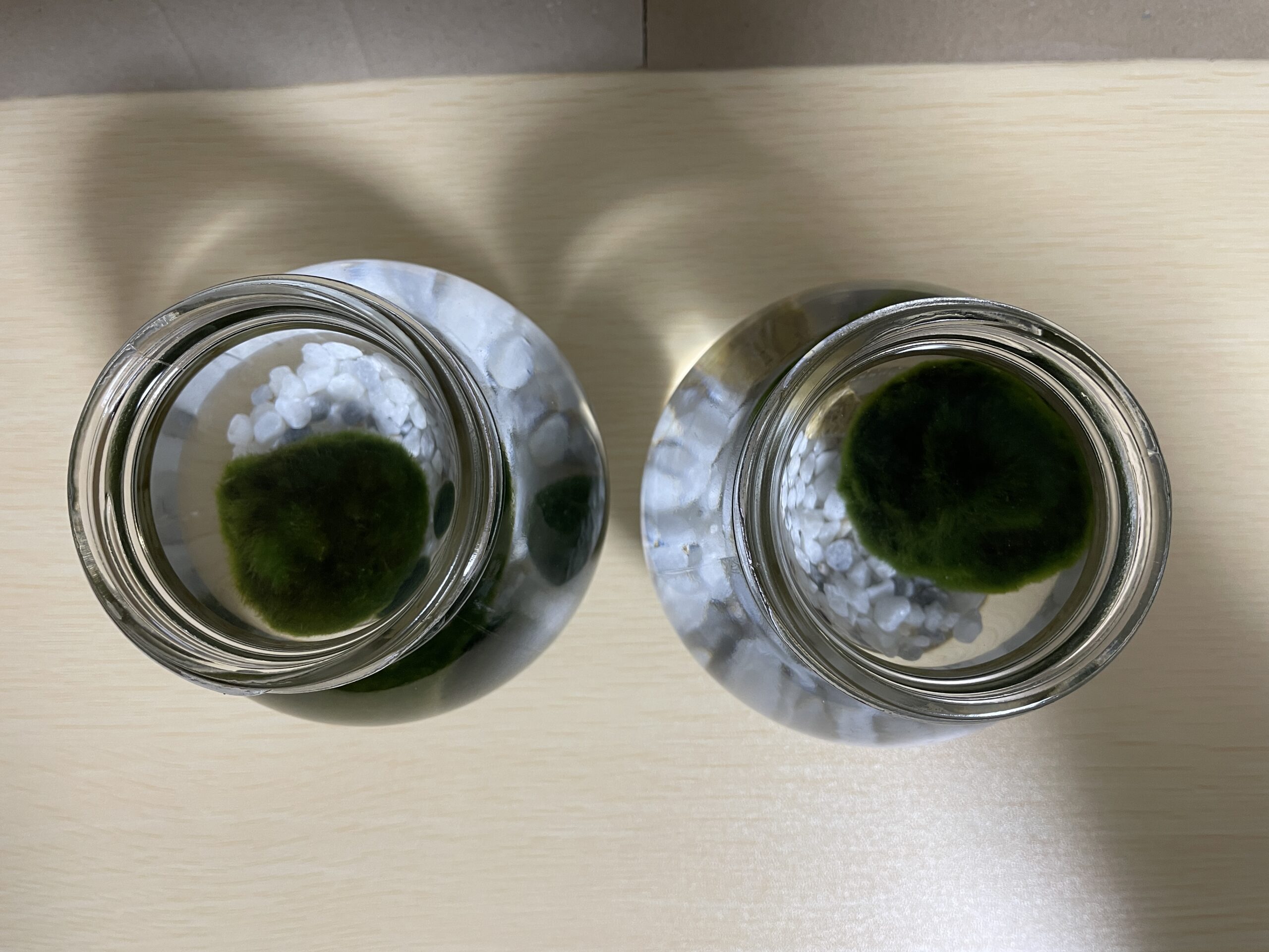 上から大きなマリモのサイズを比較してみる