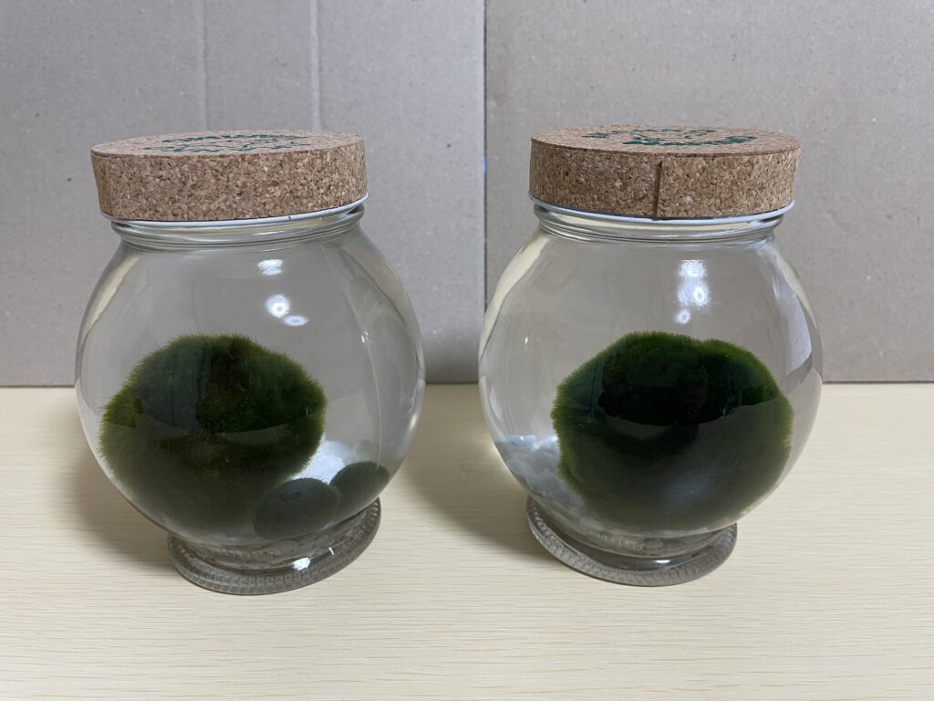 大きなマリモを並べてみる