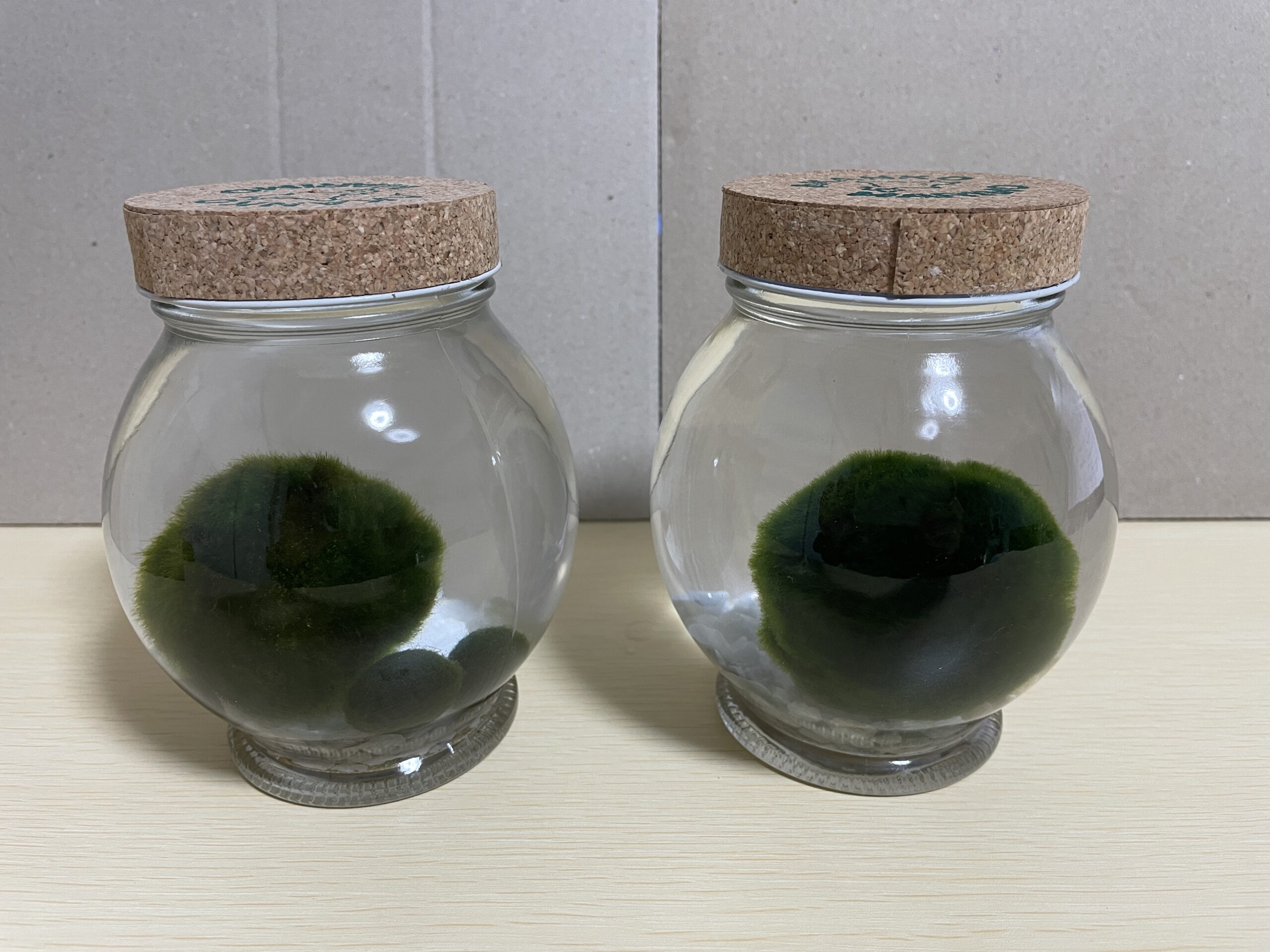 大きなマリモを並べてみる