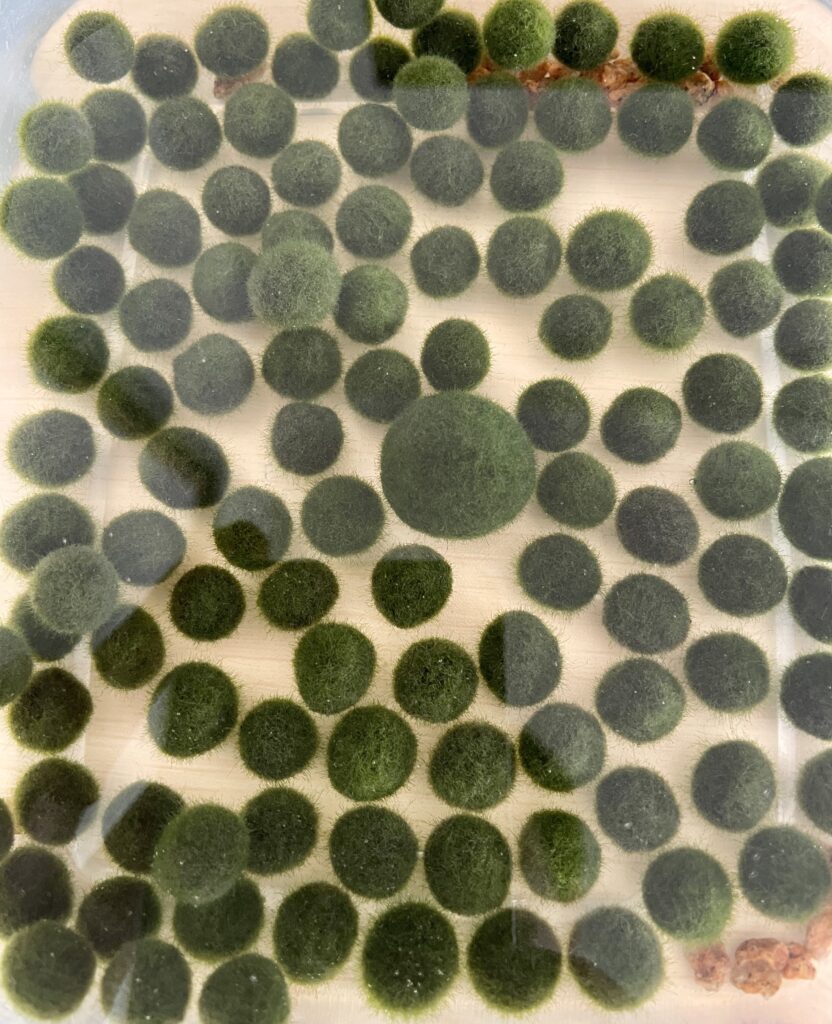 小さいマリモの藻の成長と光合成の泡