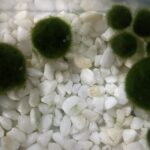 マリモで学ぶ生物学(2)『マリモって単細胞？』