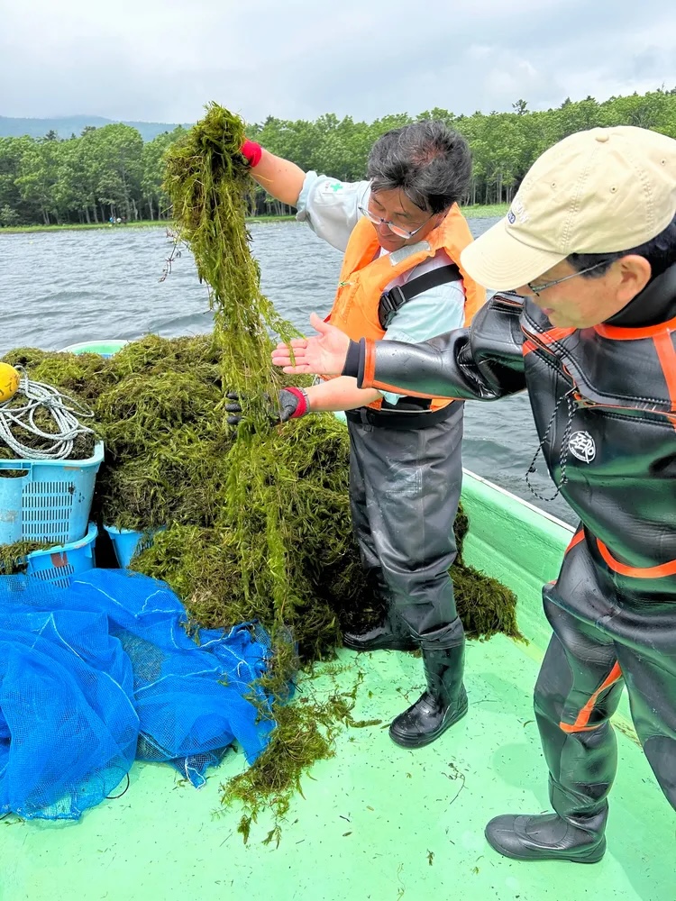 阿寒湖で大量に引き揚げられたマツモ