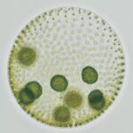 マリモで学ぶ生物学(1)『マリモって植物？』