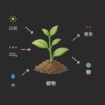 マリモで学ぶ生物学(3)『光合成とは？』