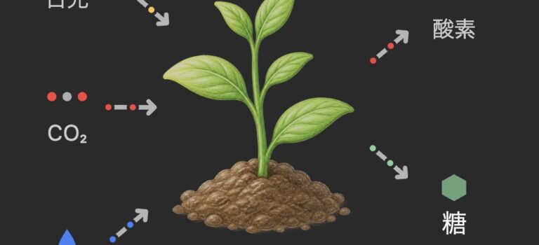 植物の光合成