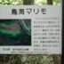 鳥海マリモの看板